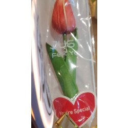 Tulips flower 